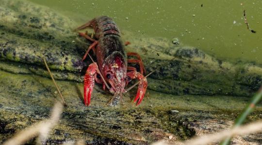 Nagyon veszélyes állat jelent meg a Dunában