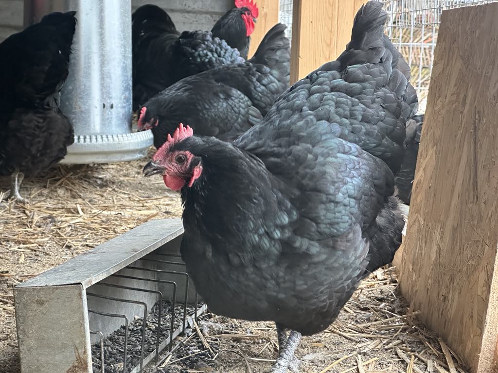 australorp tyúk