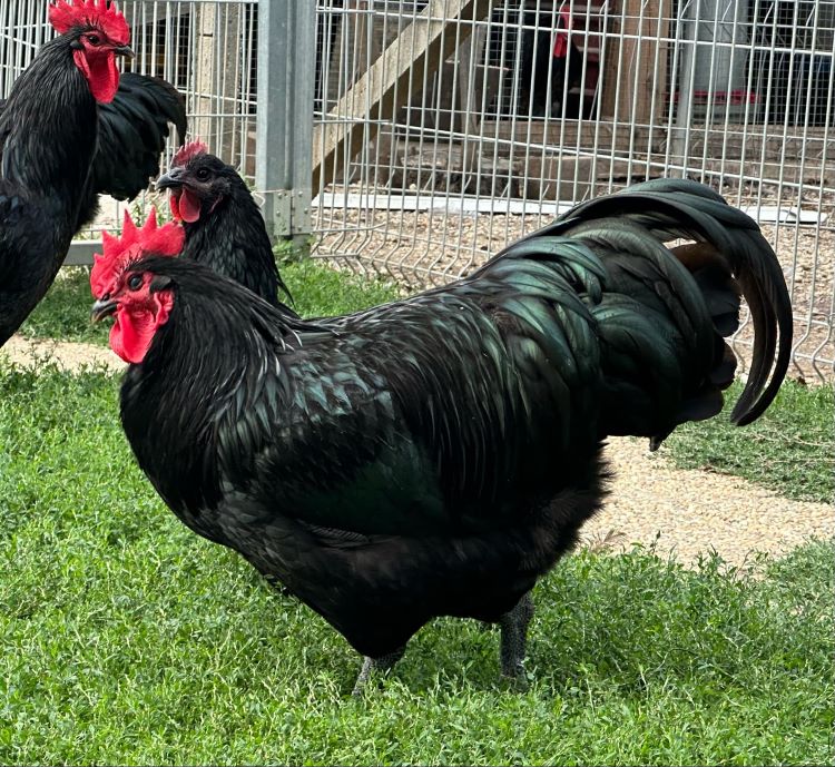 australorp tyúk