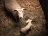 Az anyag, mely nélkül az újszülött bárányok esélye kicsi a túlélésre