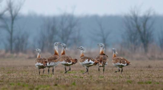 Jubileumot ünnepel a Kiskunsági Nemzeti Park – számos programmal várják az érdeklődőket