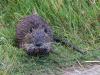 A nutria agresszív terjedése egyre nagyobb méreteket ölt