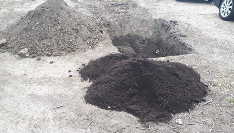 Ültetéskor legalább részben cseréljük a talajt trágyázott termőföldre