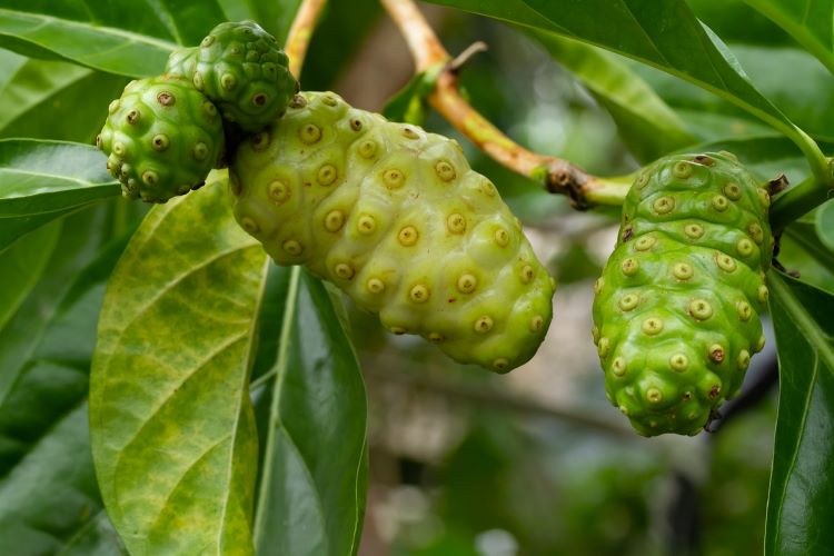 Az indiai eperfa (Morinda citrifolia) gyümölcse a noni egyre népszerűbb