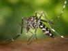 Újabb helyen bukkant fel a veszélyes invazív szúnyogfaj
