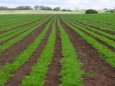 Meghatározó lesz az ökogazdálkodás