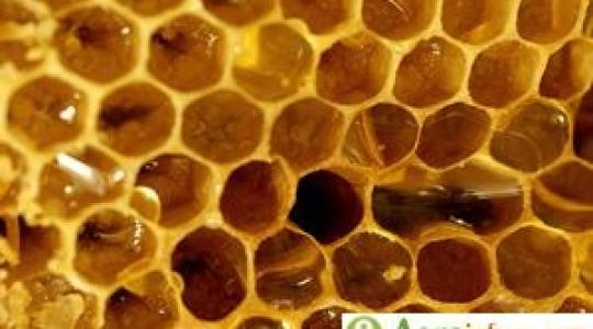 Alábecsüljük a méhészet jelentőségét