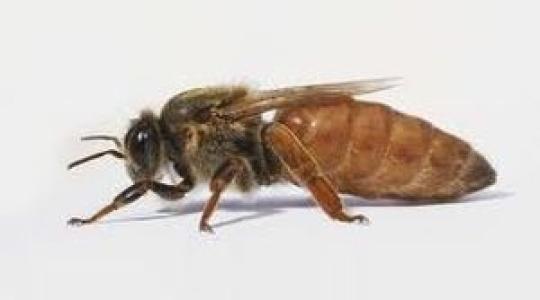 Magyar méhkirálynők érkeznek Jamaikába