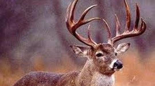 Változnak a vadászat és a vadhús kezelésének szabályai