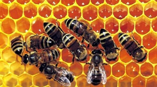 Méhészek érdekeit képviseli