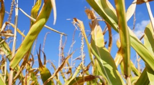 4 milliárd forintot különített el a kormány a GMO károsult gazdák kártalanítására