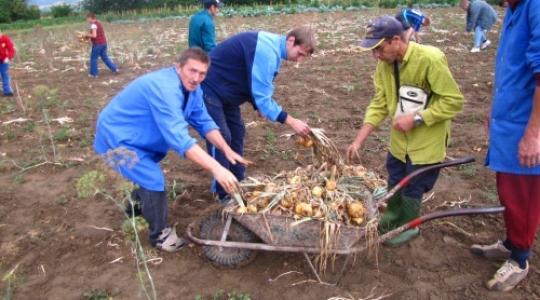 Tarolt az Élelmiszerlavina - Közel 38 hektáron 200 közmunkás és önkéntes dolgozott