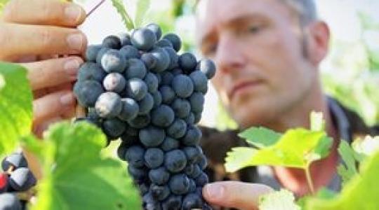 Új szolgáltatás a szőlő növényvédelméért: online szőlővédelmi előrejelző-rendszer