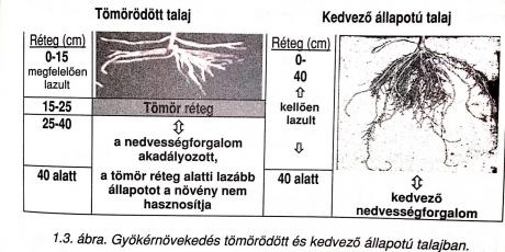 Eketalp