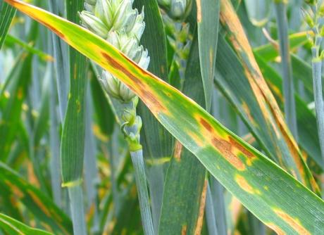 Septoria tritici