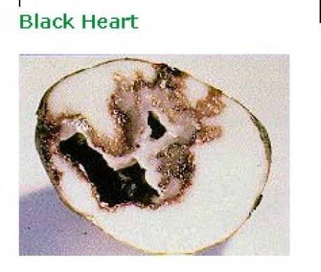 Black Heart