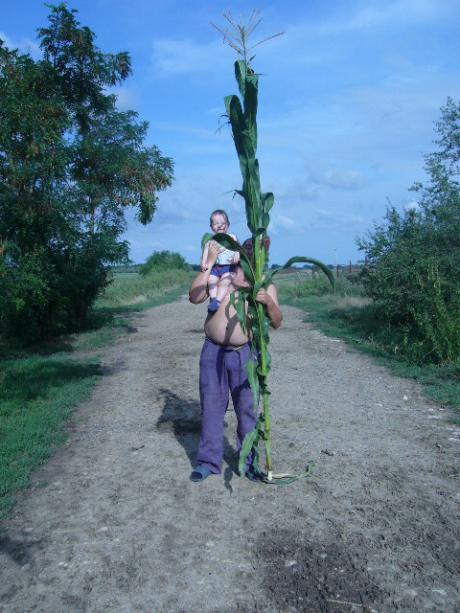 Magyar kukorica