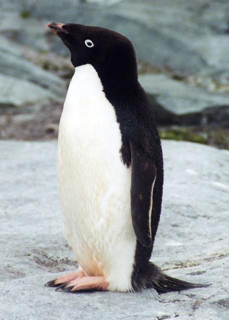 pingvin