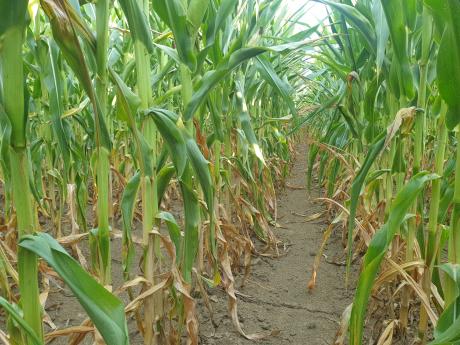 2021 év legszarabb kukoricája díj nyertese
