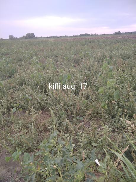 Kifli aug. 17